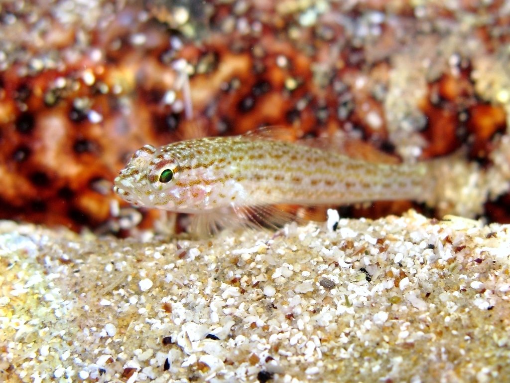 Giovanile di Gobius fallax